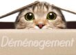 déménagement chat
