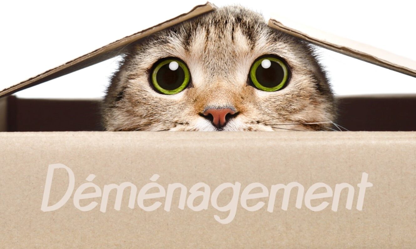 déménagement chat