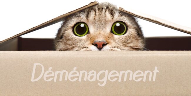 déménagement chat