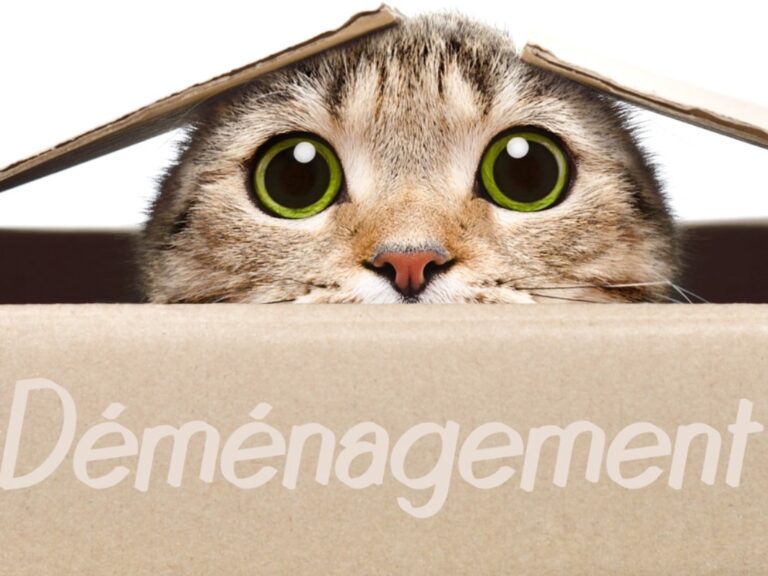 déménagement déménagement chat